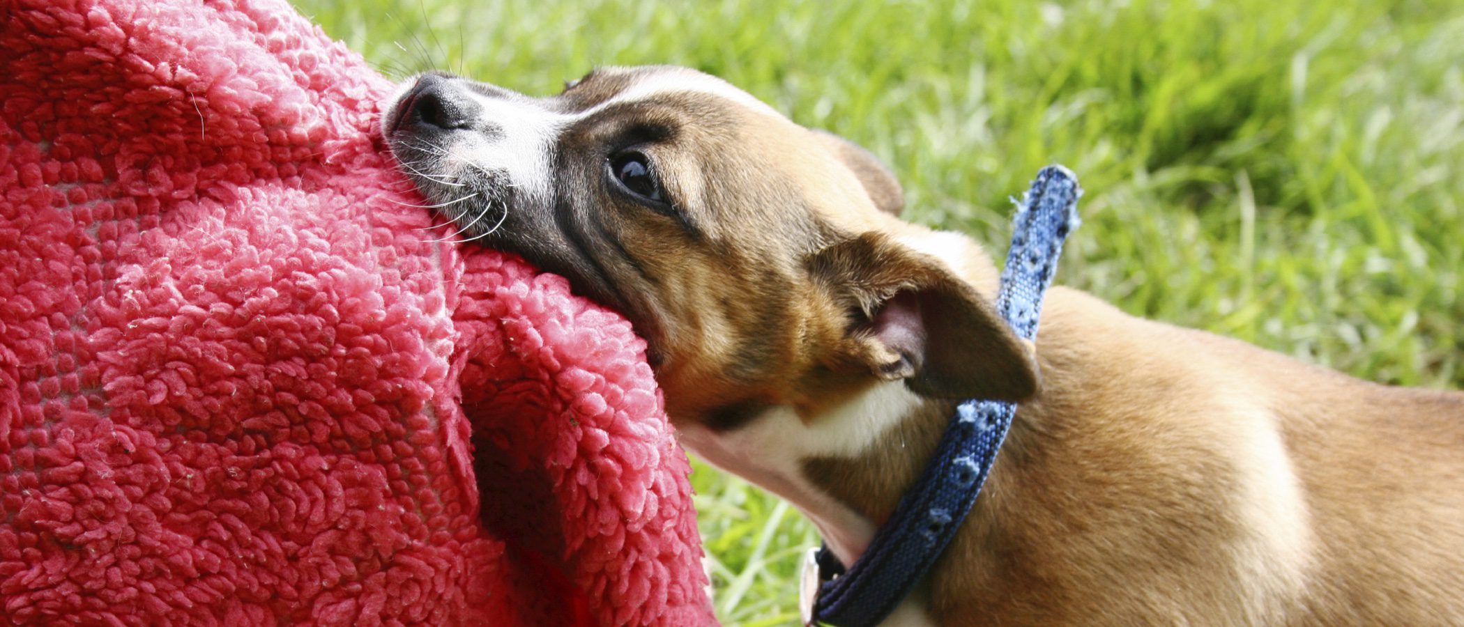 Cómo educar a un perro para que no muerda cosas en casa