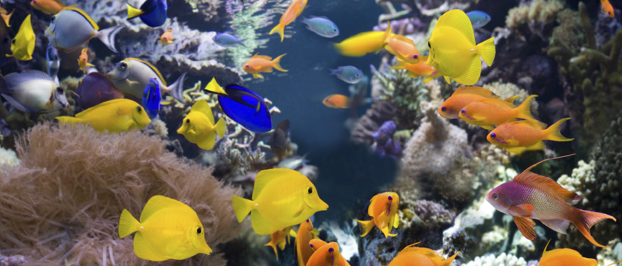 Peces de acuario