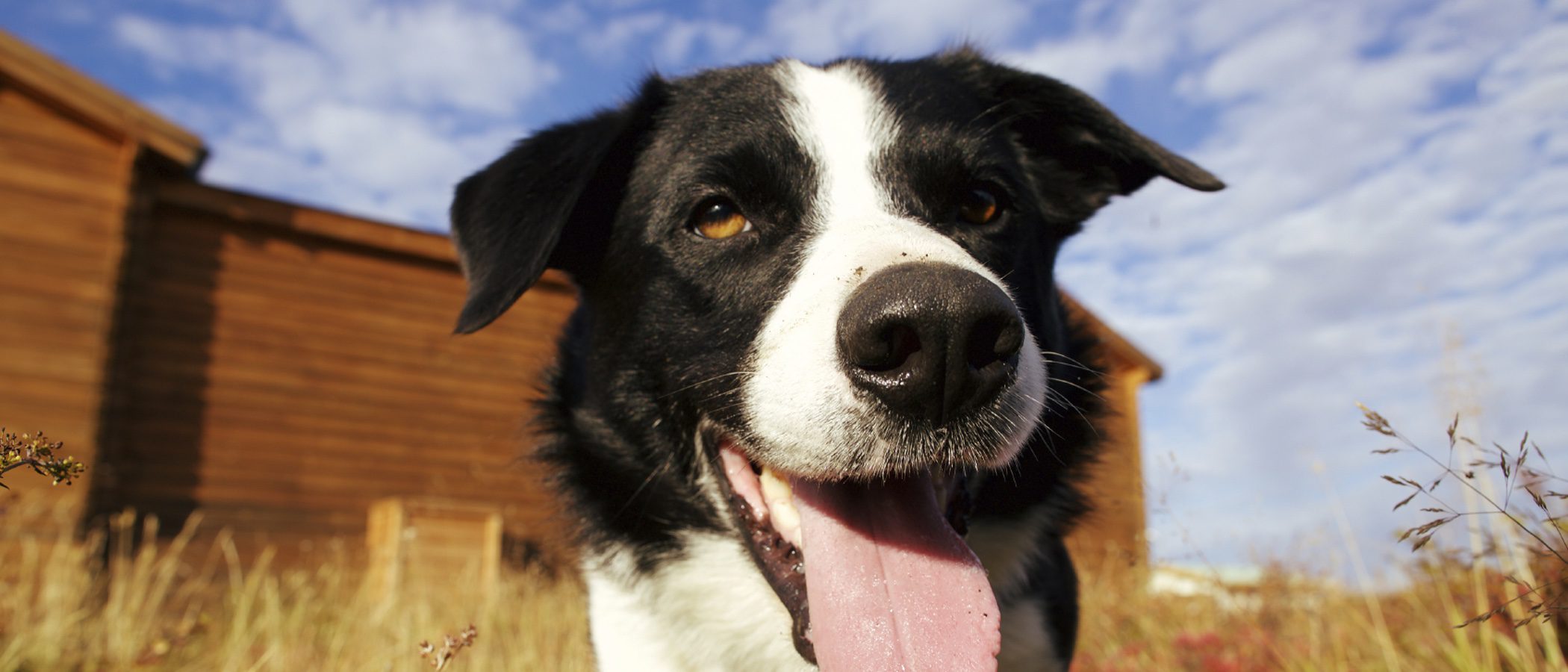 Cómo limpiar las orejas de un perro