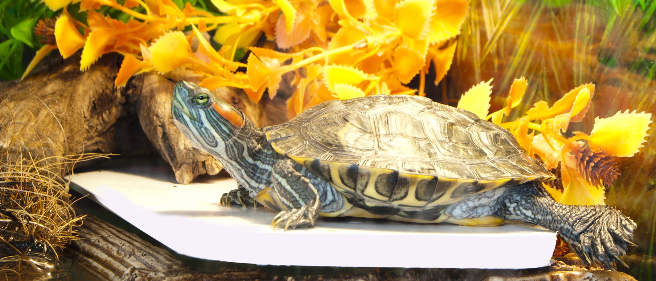 Cómo saber si tu tortuga es macho o hembra