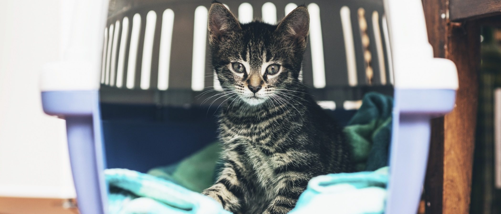 Formas de transportar a tu gato