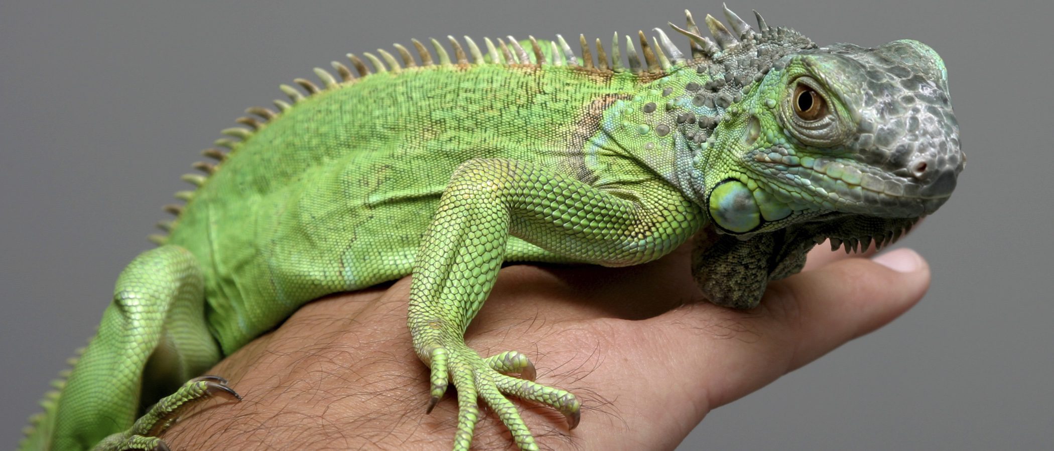 Cómo cuidar una iguana