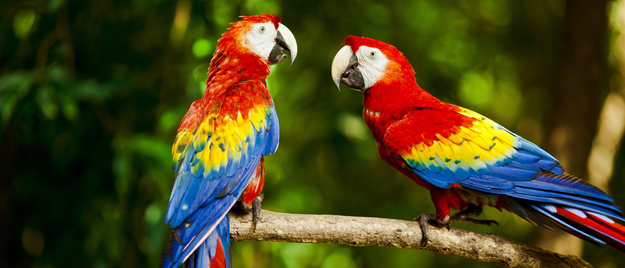 Pájaros que hablan