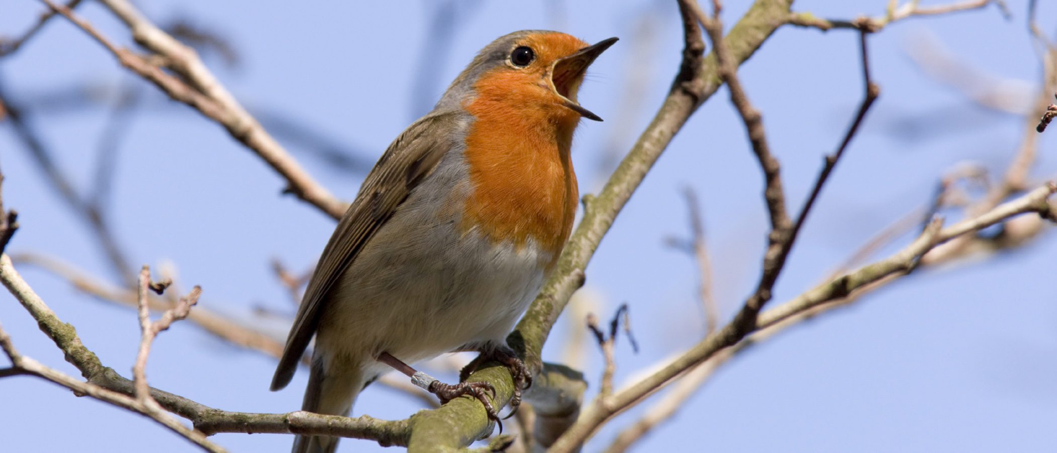 Pájaros que cantan