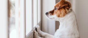 Razas de perros que no deben vivir en un piso