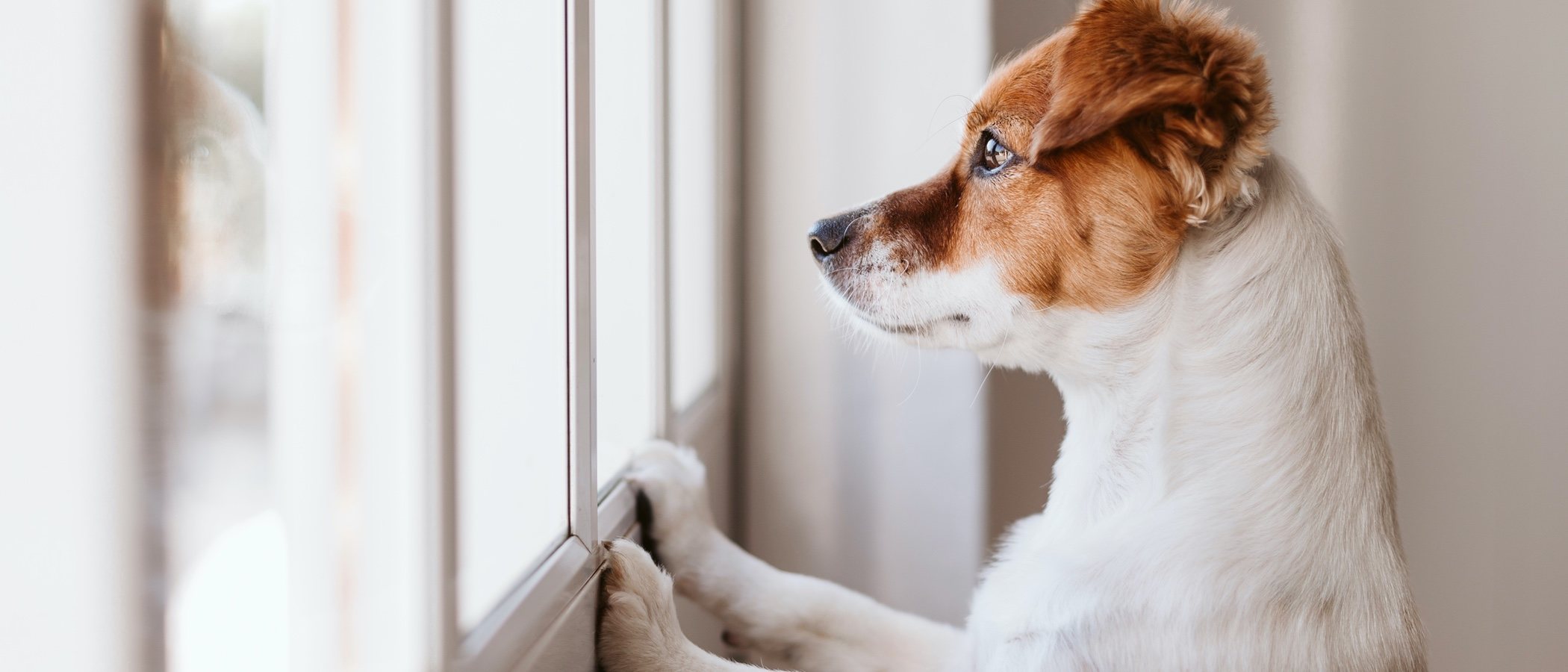 Razas de perros que no deben vivir en un piso