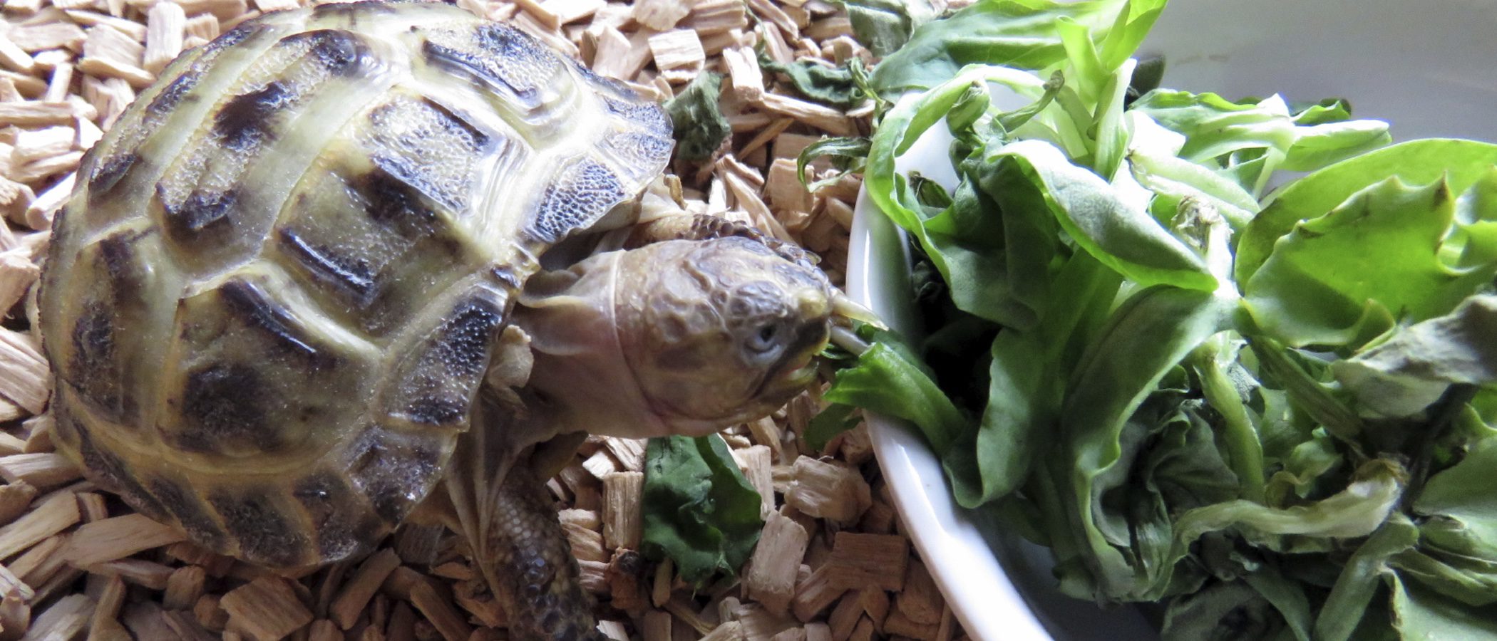 ¿Qué comen las tortugas?