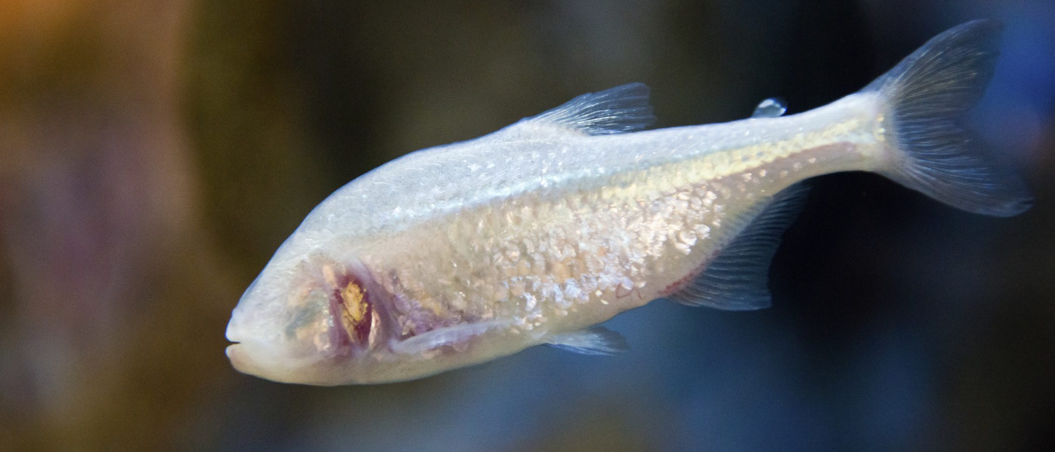 Enfermedades de los peces: punto blanco