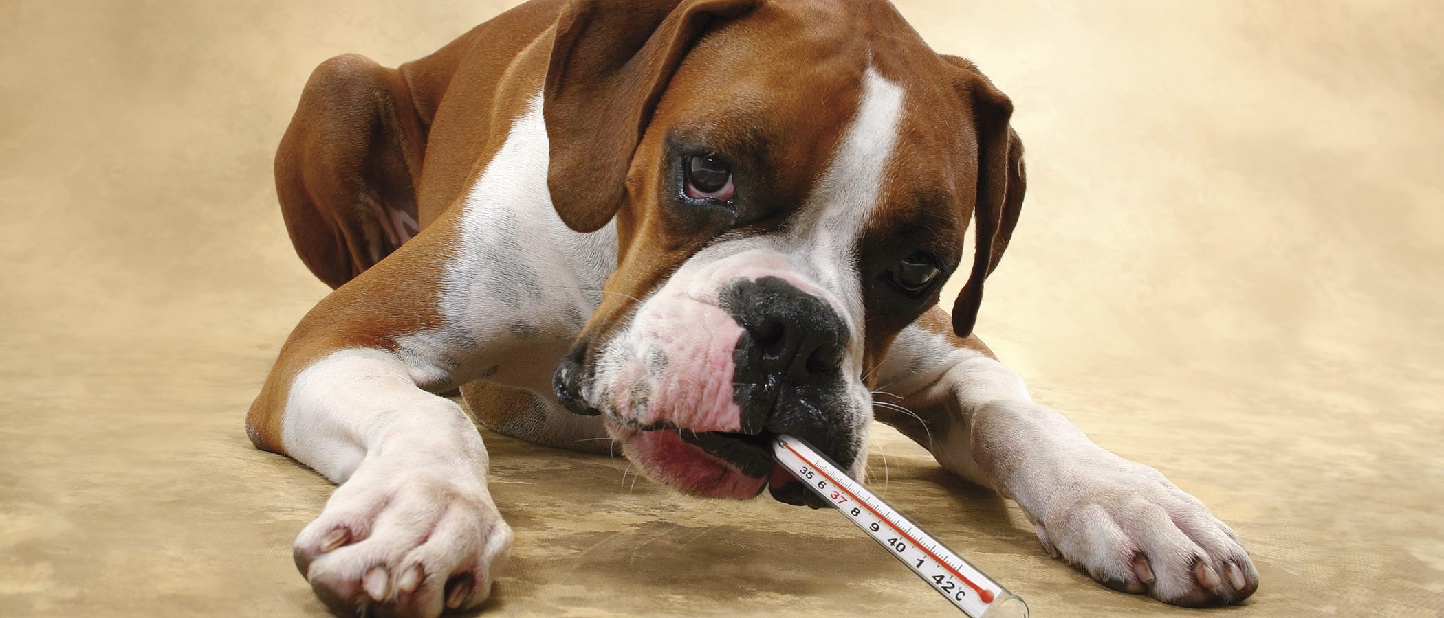 La oruga procesionaria, un peligro para los perros