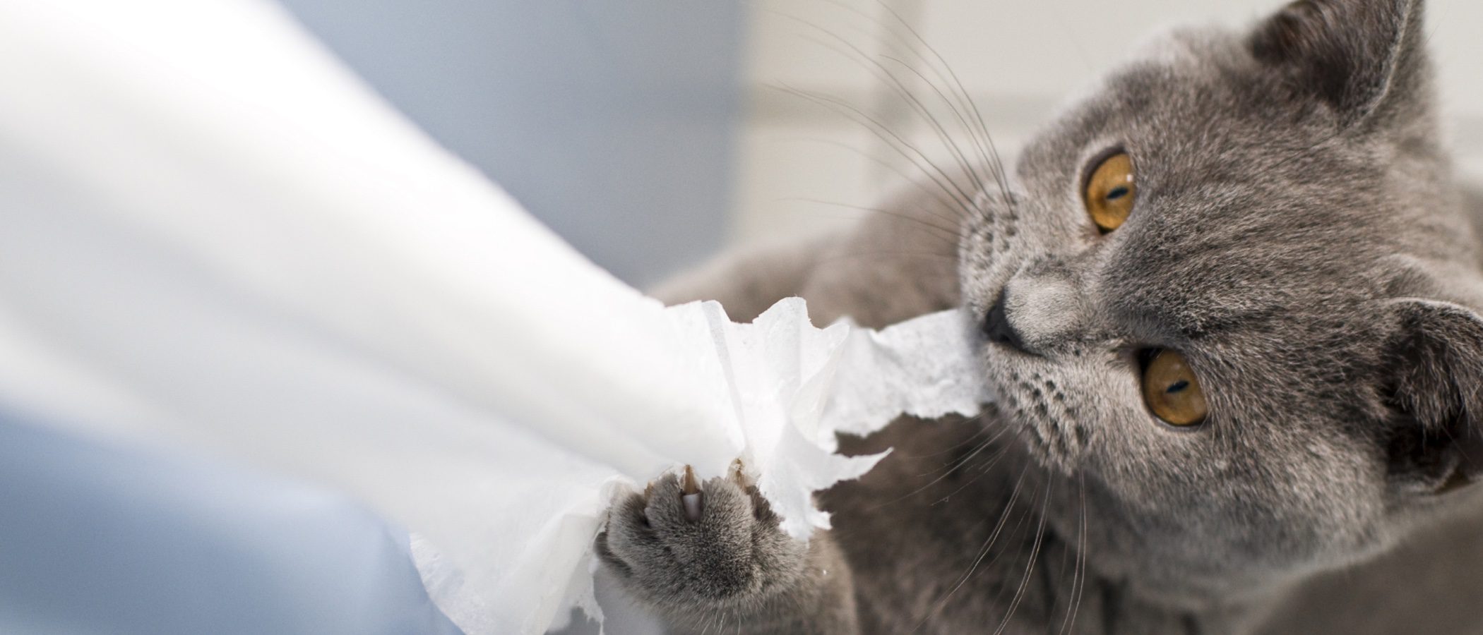 Claves para entender el comportamiento de nuestro gato