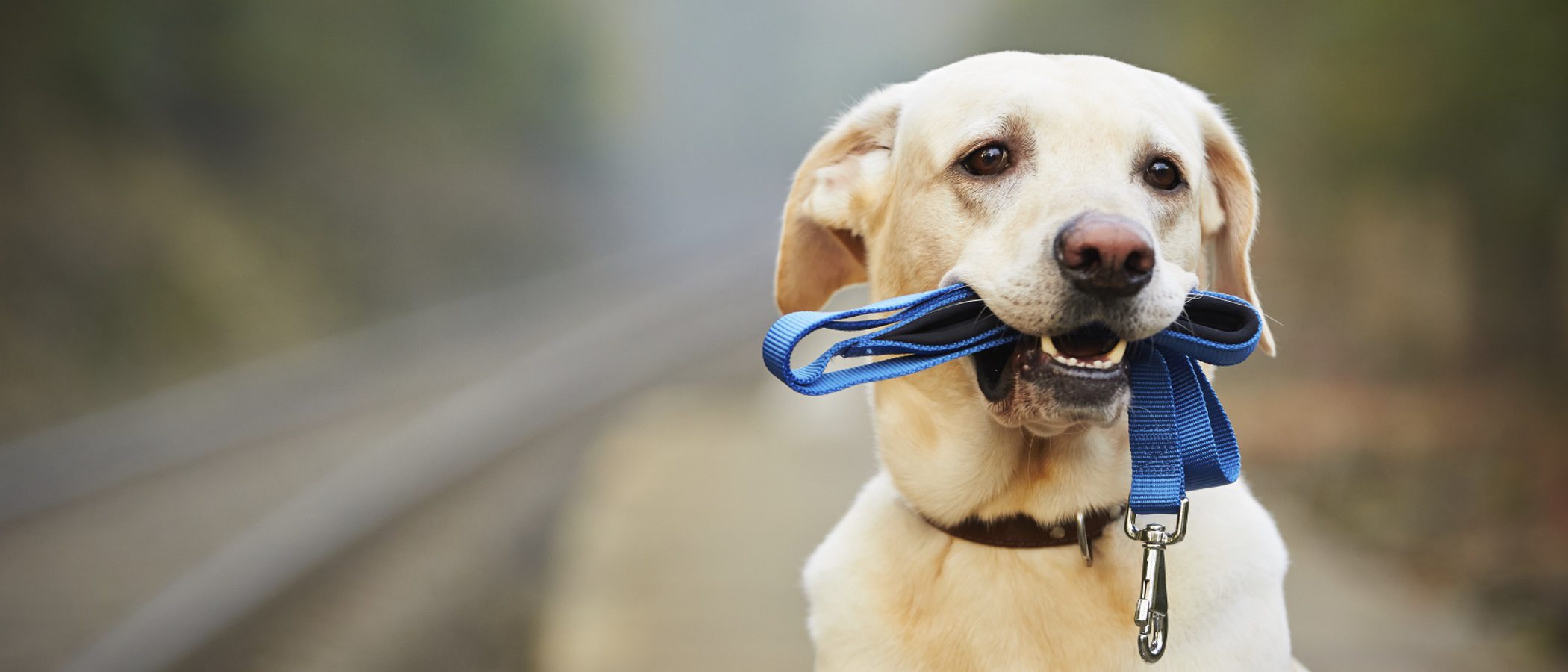 Escoge la correa adecuada para tu perro