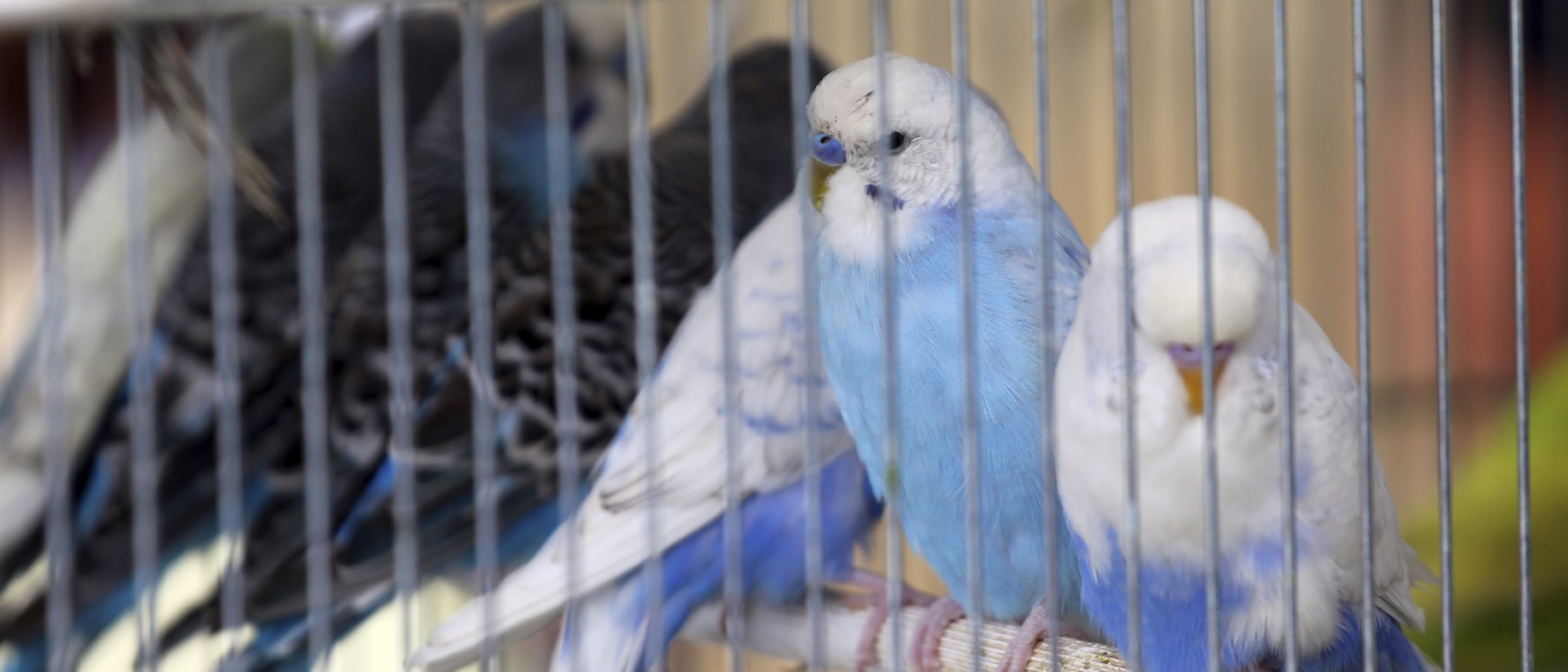 Elige a tu animal de compañía: ¿Adopción o tienda de mascotas?