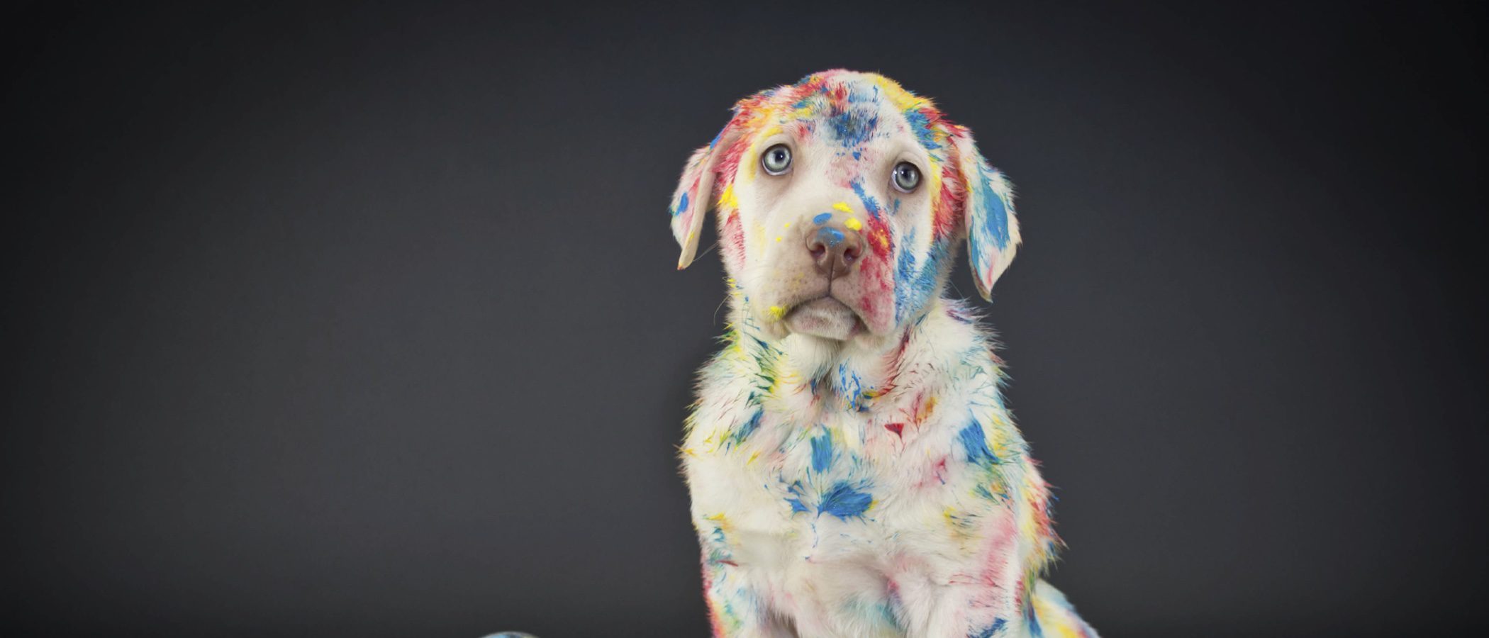 Normas y consejos para educar a tu perro
