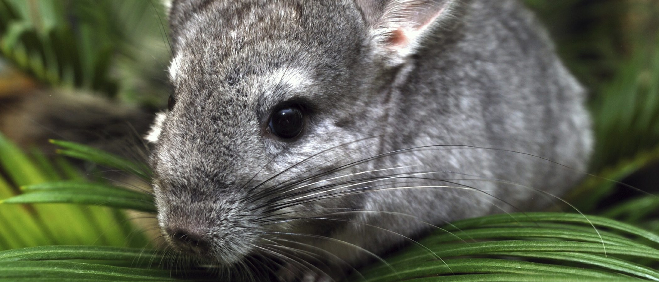 Consejos para cuidar a una chinchilla