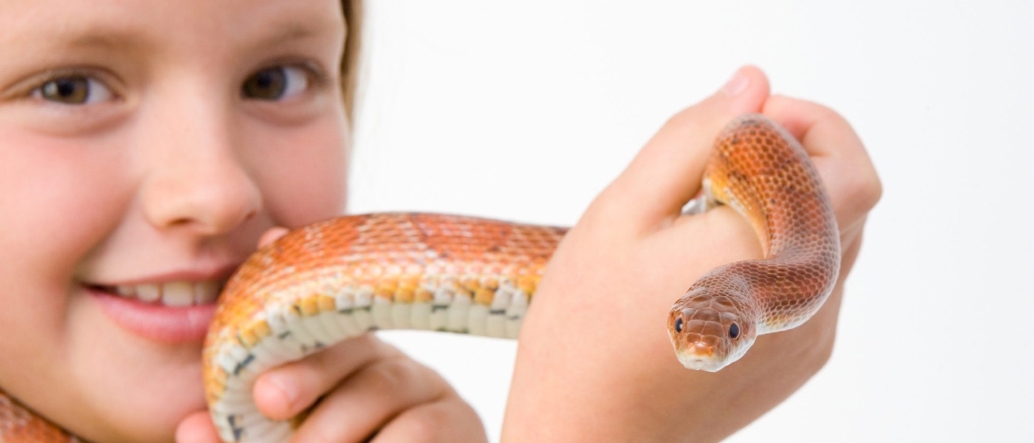 Los peligros de tener una serpiente como mascota