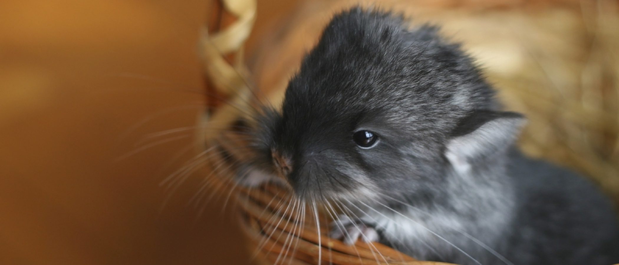 La chinchilla, una mascota para nuestra casa
