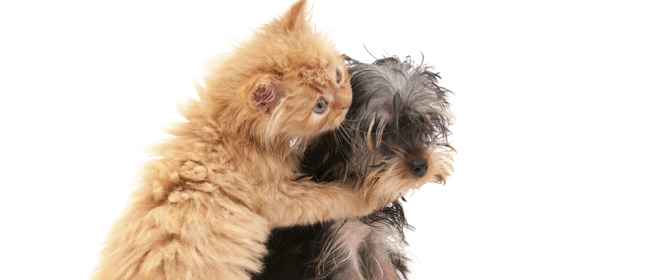 ¿Puedo tener un perro y un gato viviendo en la misma casa?