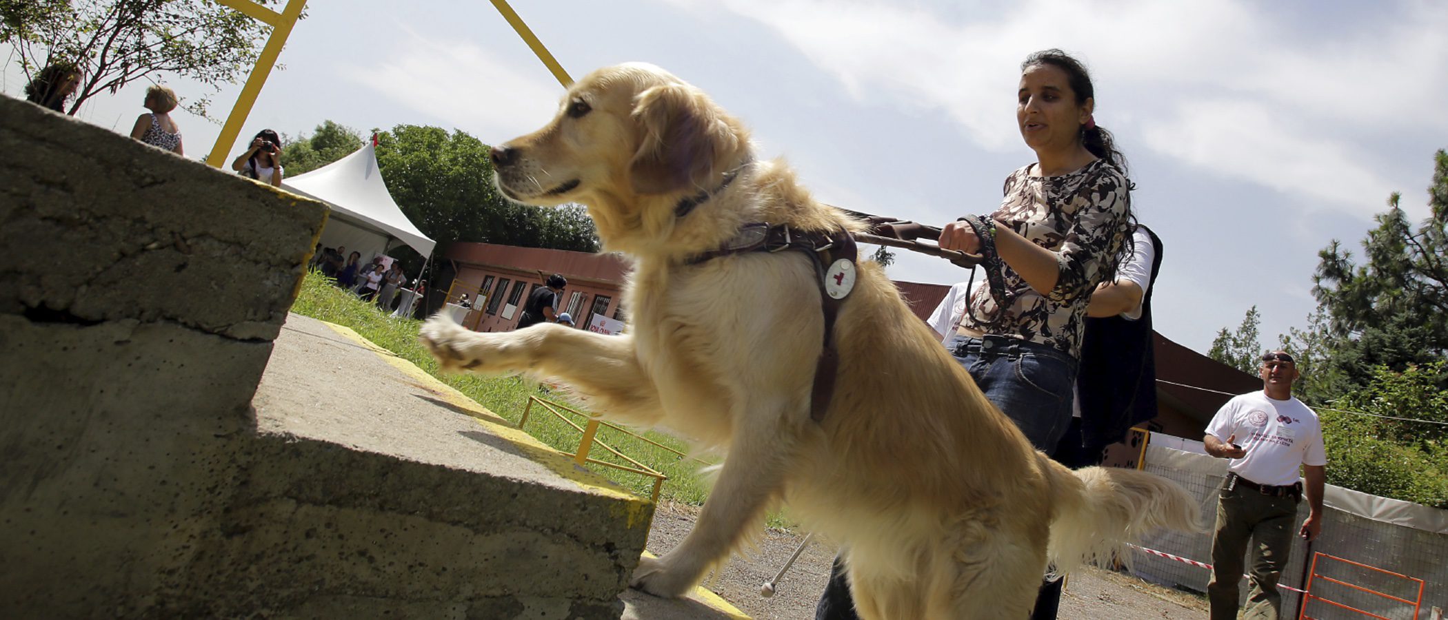Pautas y consejos para cuidar a un perro guía