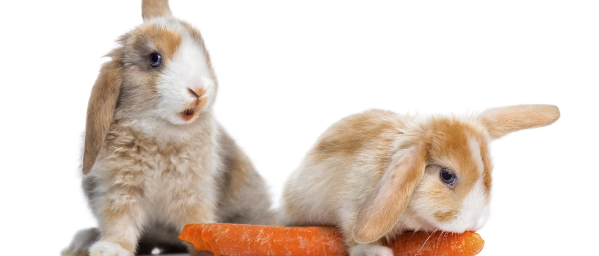 Mis mascotas tienen celos entre sí, ¿qué puedo hacer?