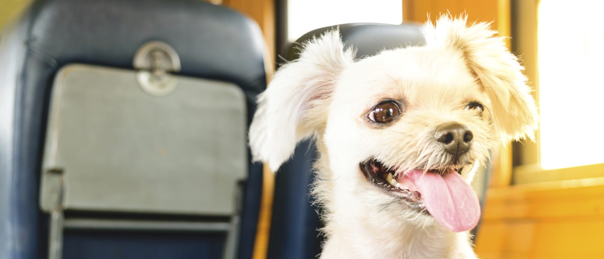 ¿Puedo llevar a mi mascota en un medio de transporte público?