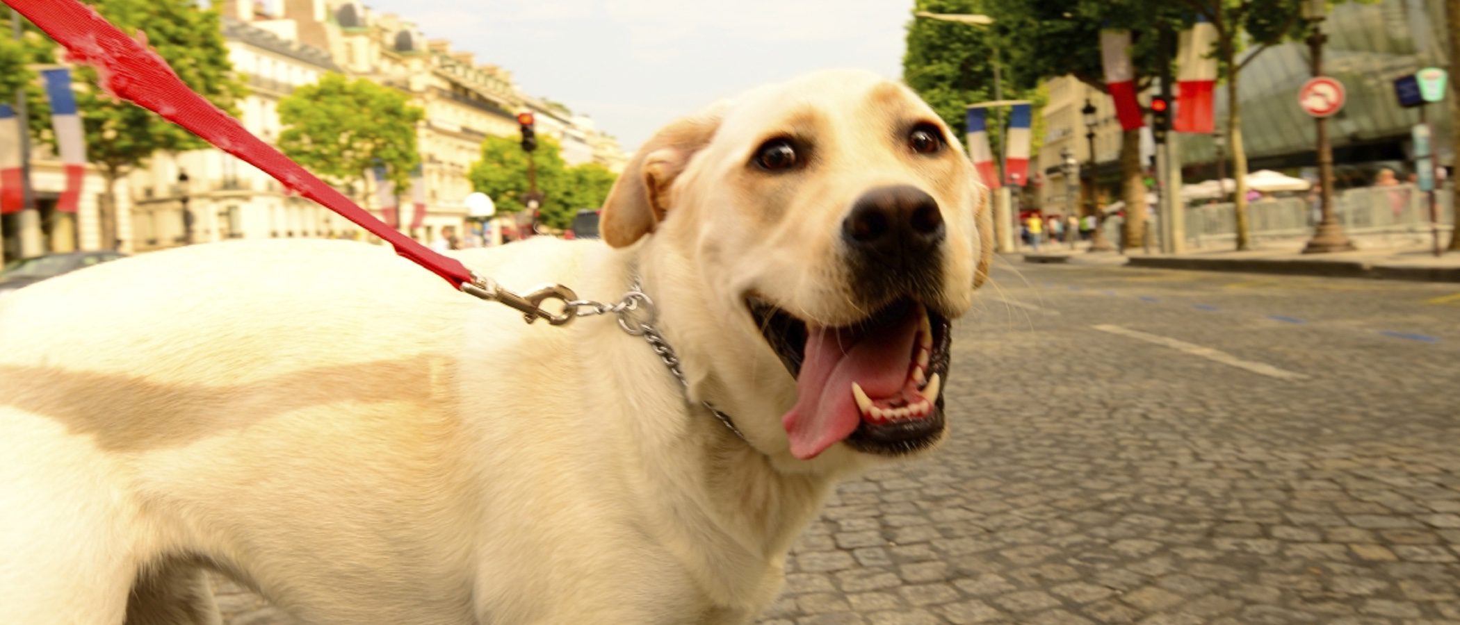 ¿Cuánto tengo que esperar para que mi perro salga de casa?