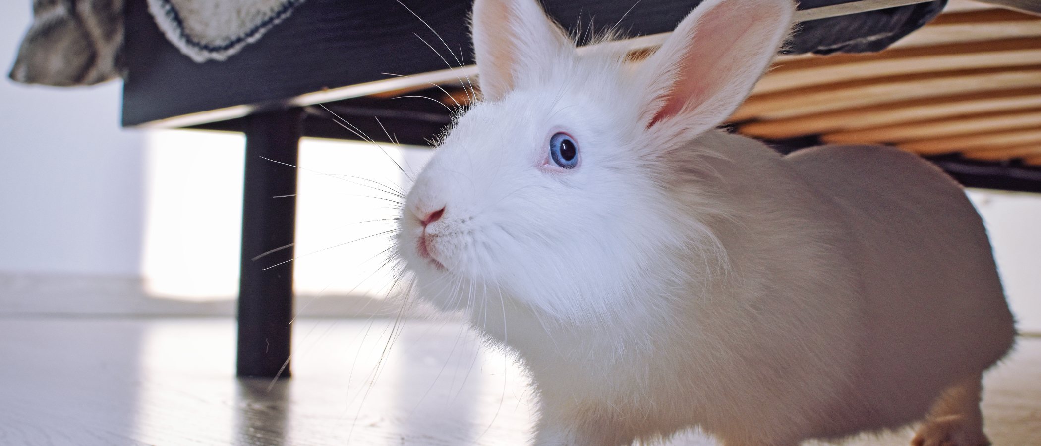 Ventajas e inconvenientes de tener un conejo como mascota
