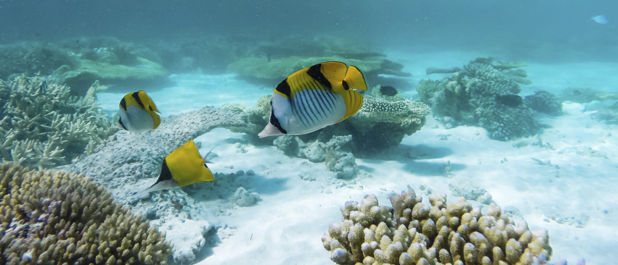 Enfermedades de peces: síntomas y tratamiento del Gusano Lernaea