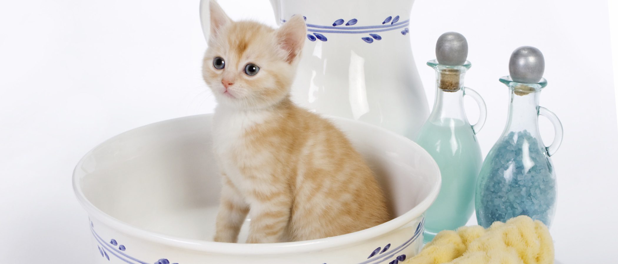 Cómo limpiar los ojos de un gato