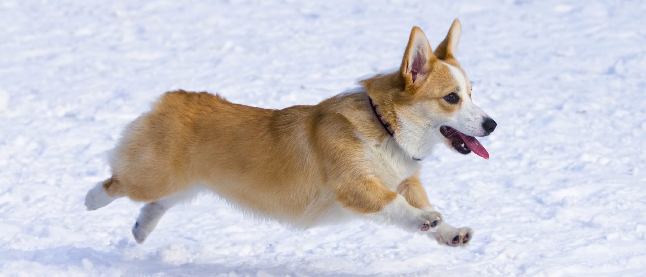 Ventajas e inconvenientes de tener como mascota un perro de raza Corgi