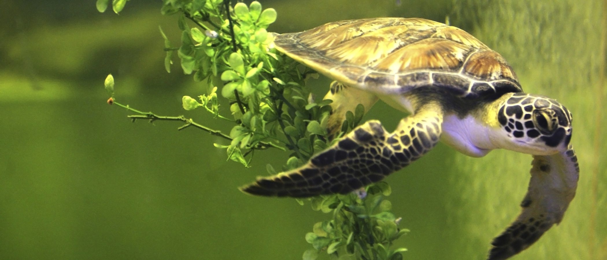 ¿Cuánto tiempo puedo dejar sola a mi tortuga en casa?