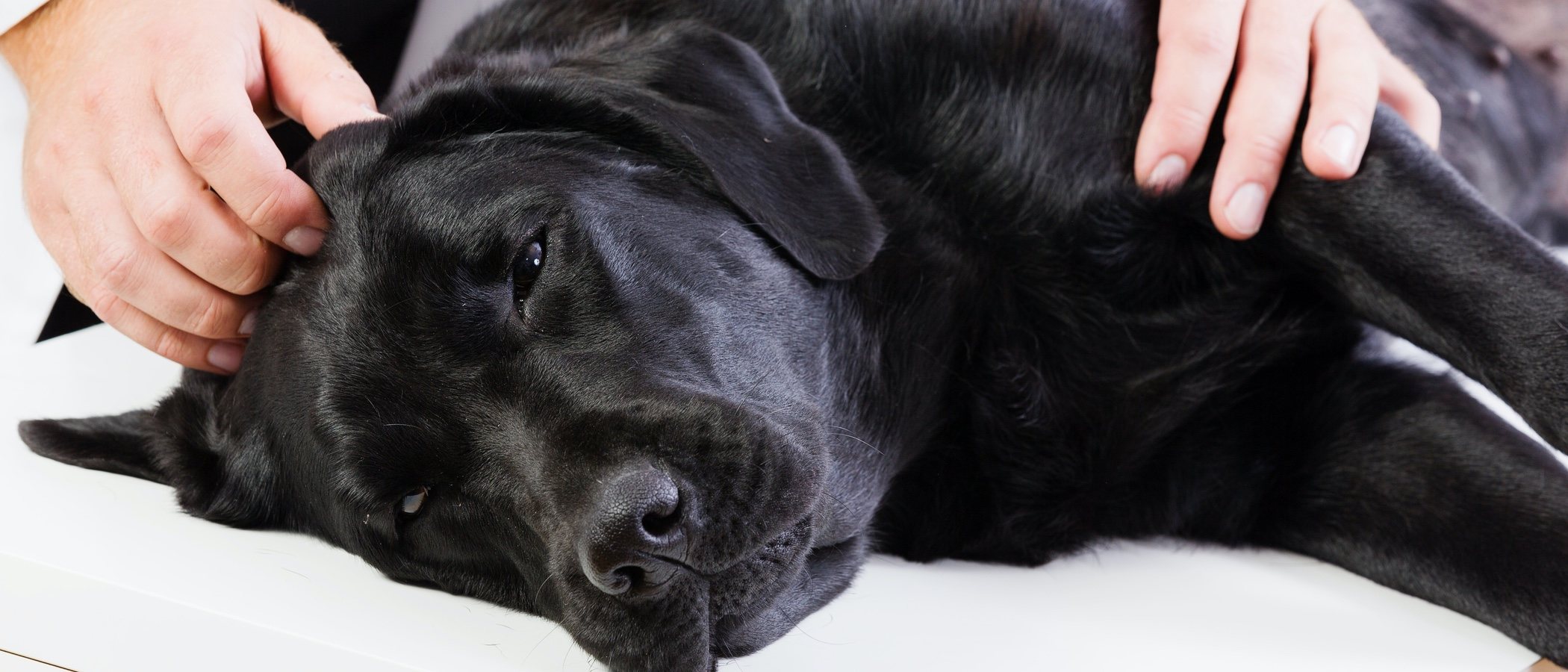 El síndrome vestibular en nuestra mascota: causas y tratamiento