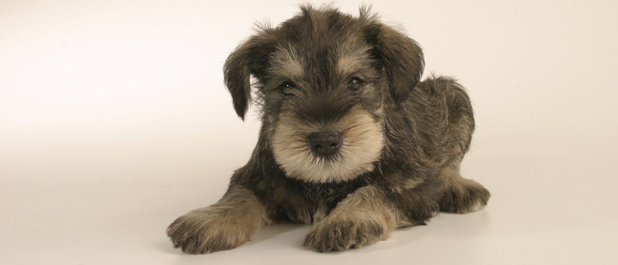 Diferencias entre los Schnauzer miniatura, estándar y gigante: ¿Cuál elijo como mascota?