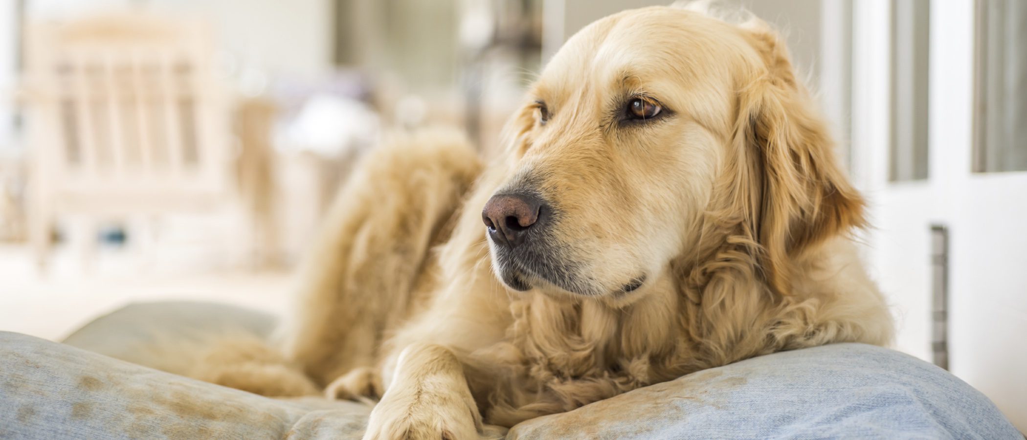 Características del Golden Retriever: una mascota cariñosa