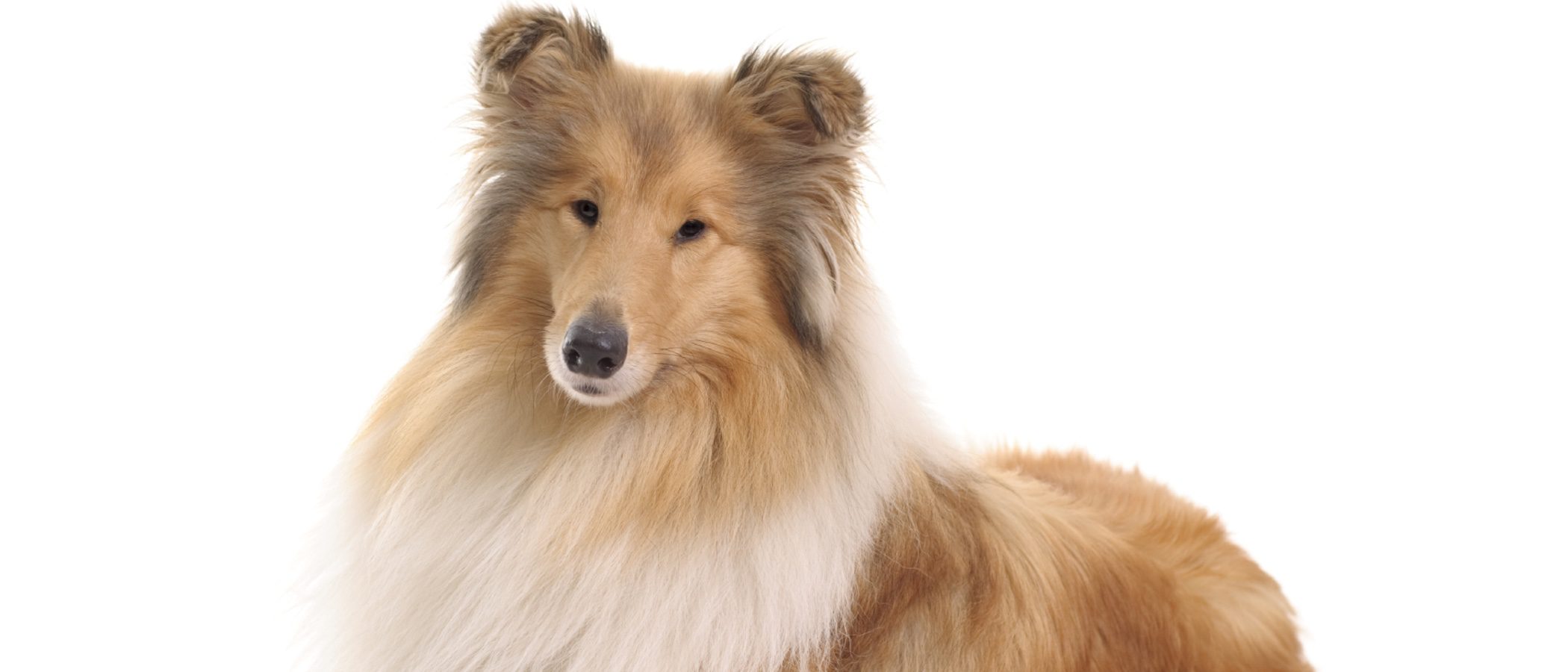 Tengo un Collie: ¿cuáles son las características y los cuidados de esta raza de perro?