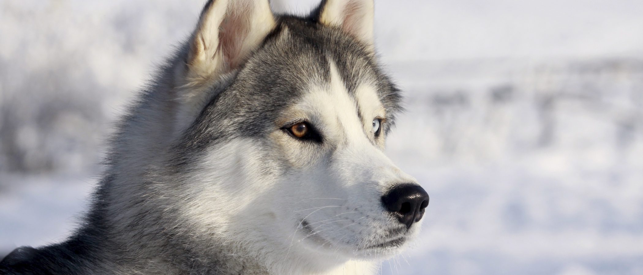 Tener como mascota a un Husky siberiano