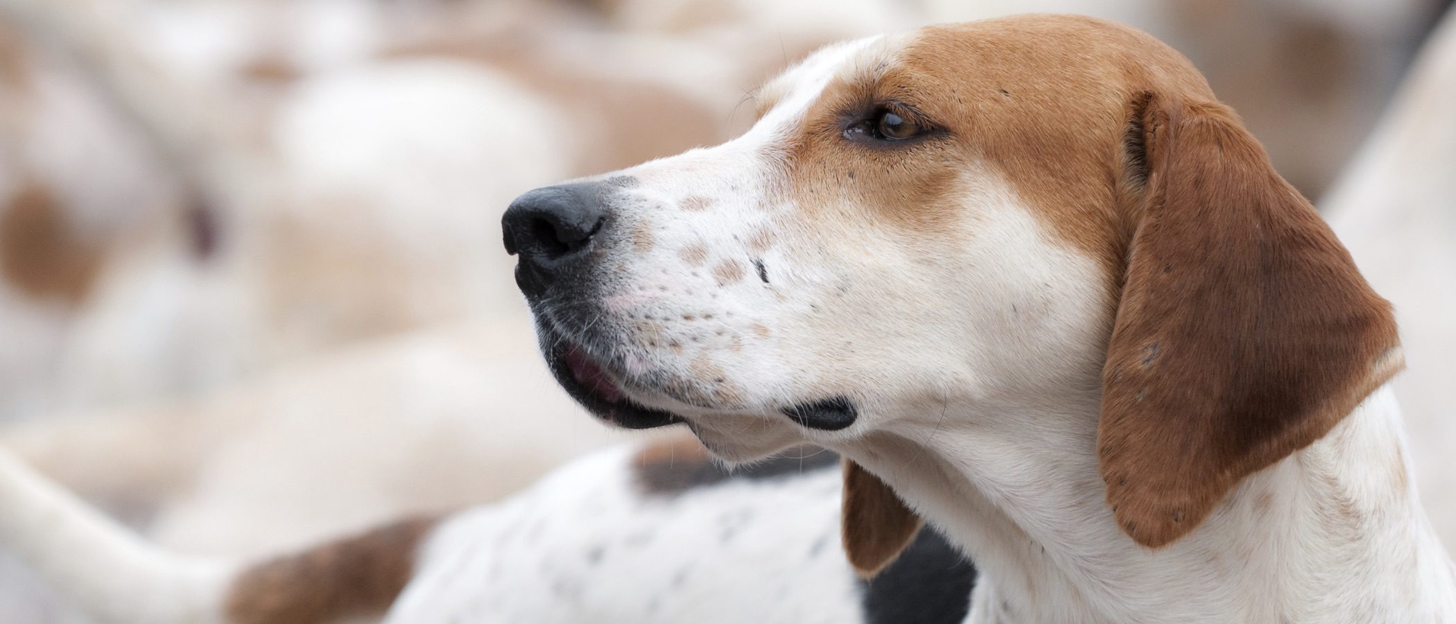 Razas de perros: Foxhound americano