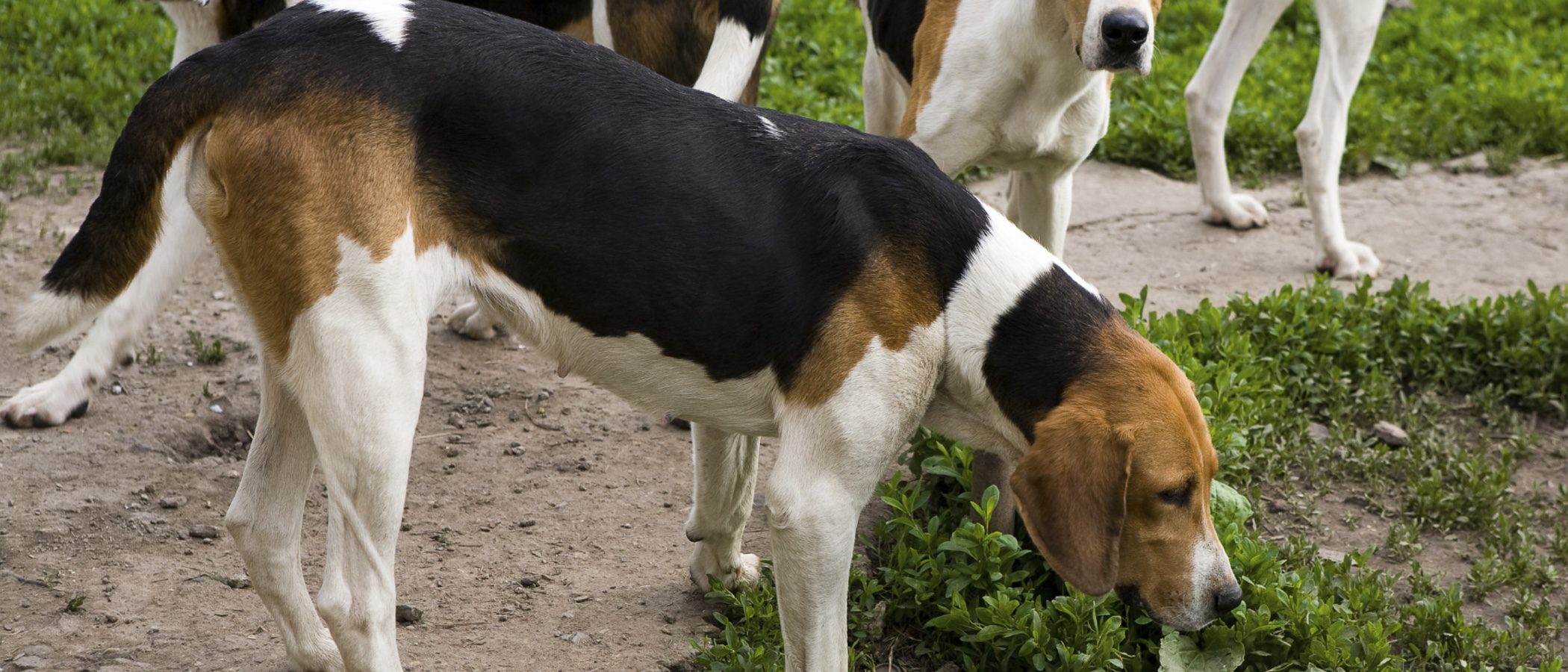 ¿Es mejor como mascota un Foxhound inglés o un Foxhound americano?