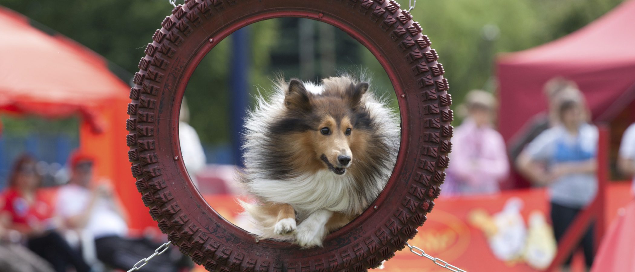 Deportes para perros: mantén a tu mascota fuerte y sana