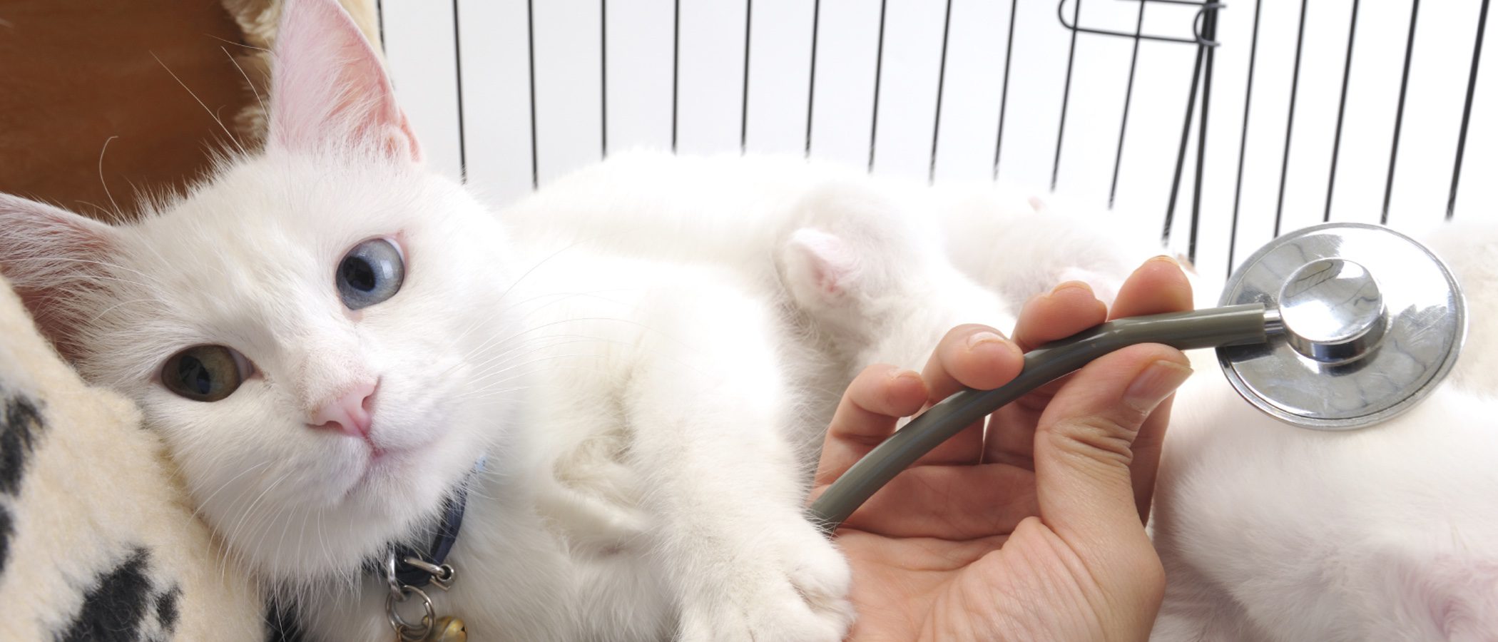Estrés en gatos: Síntomas, prevención y tratamiento