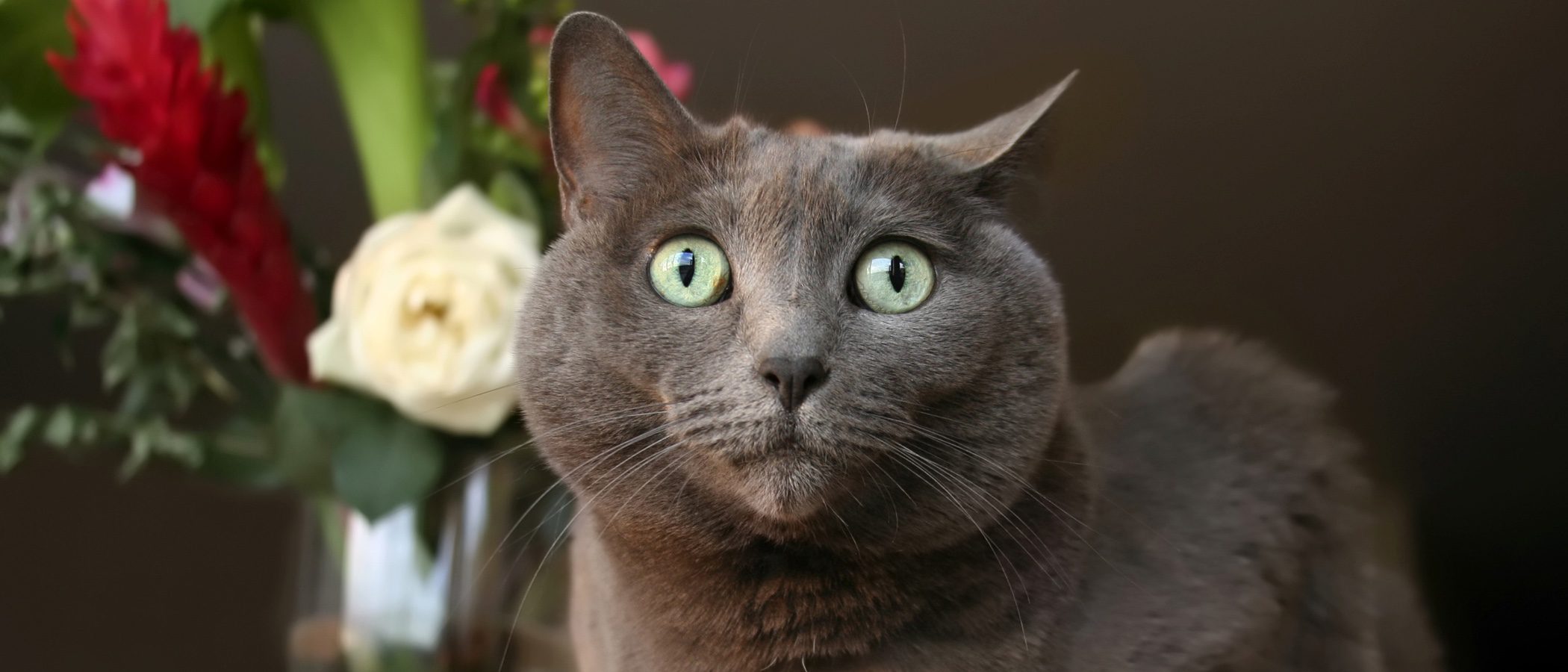 ¿Por qué tienen estrés los gatos?