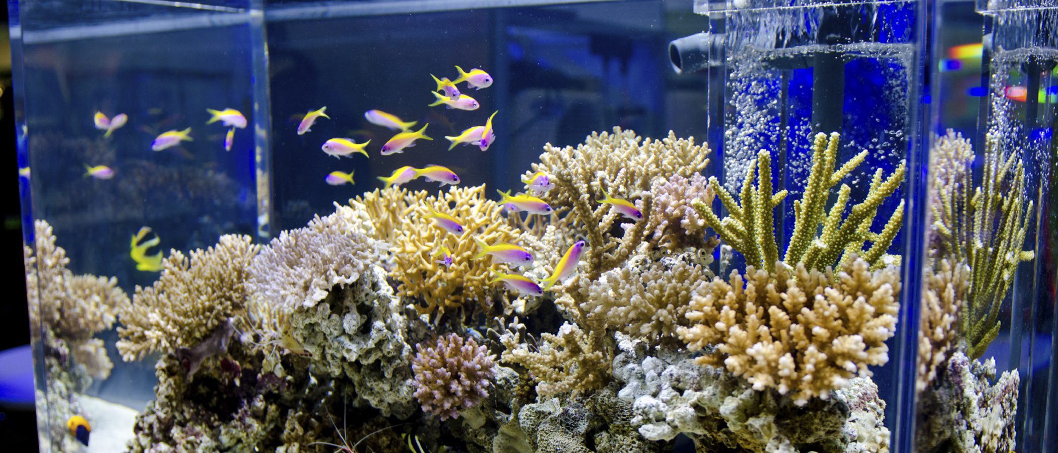 ¿Cual es la diferencia entre acuario y pecera?