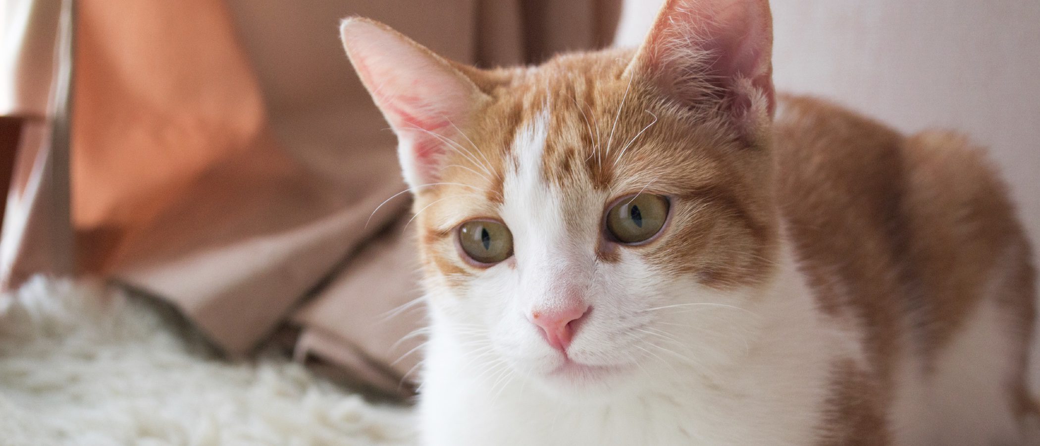 Residencias felinas: hoteles para gatos