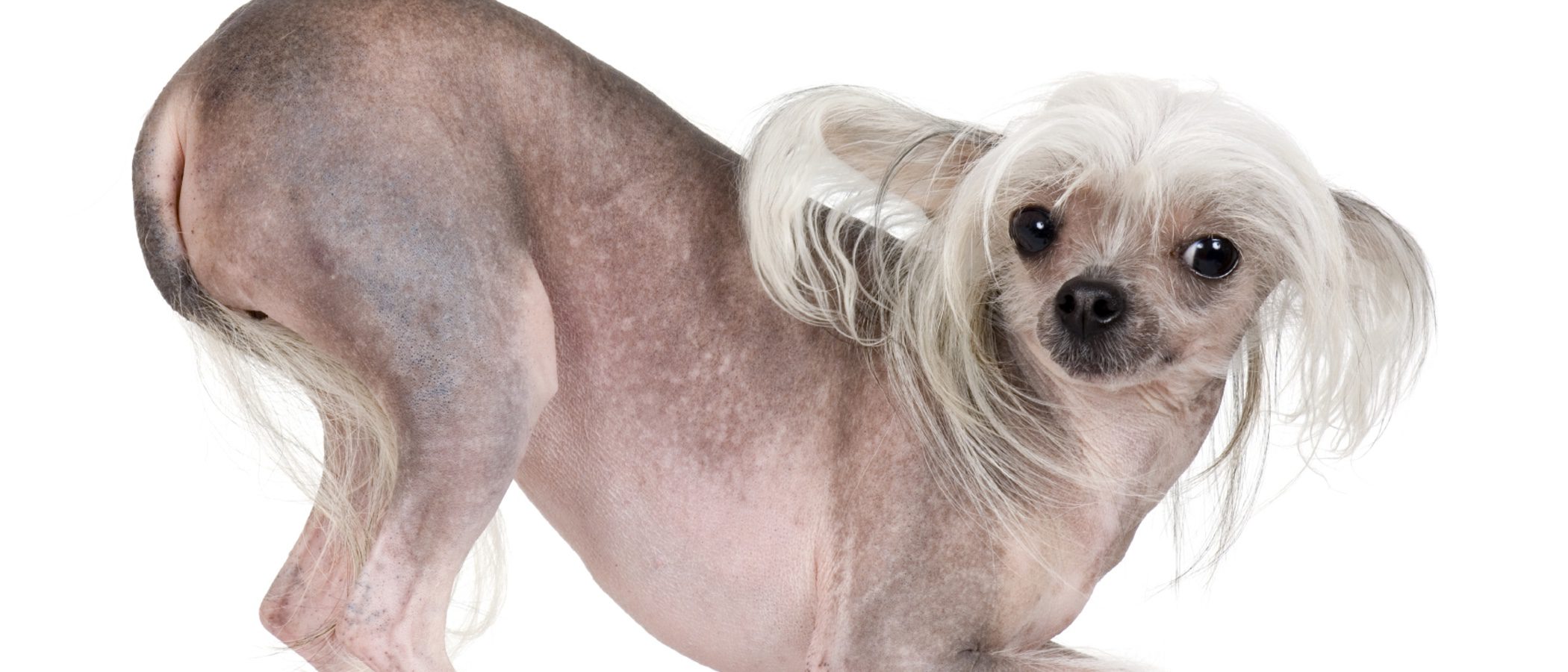 Los 12 perros más feos