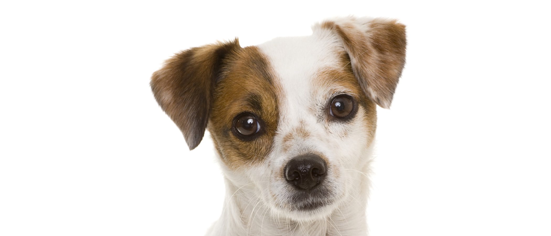 Razas de perros: Ratonero bodeguero andaluz