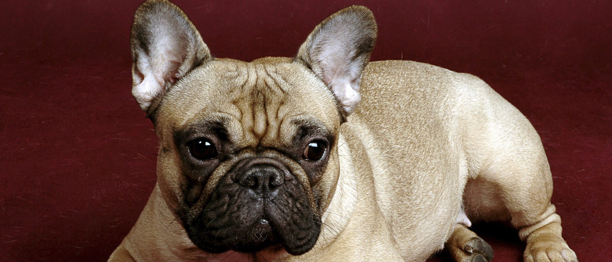 Razas de perros: Bulldog