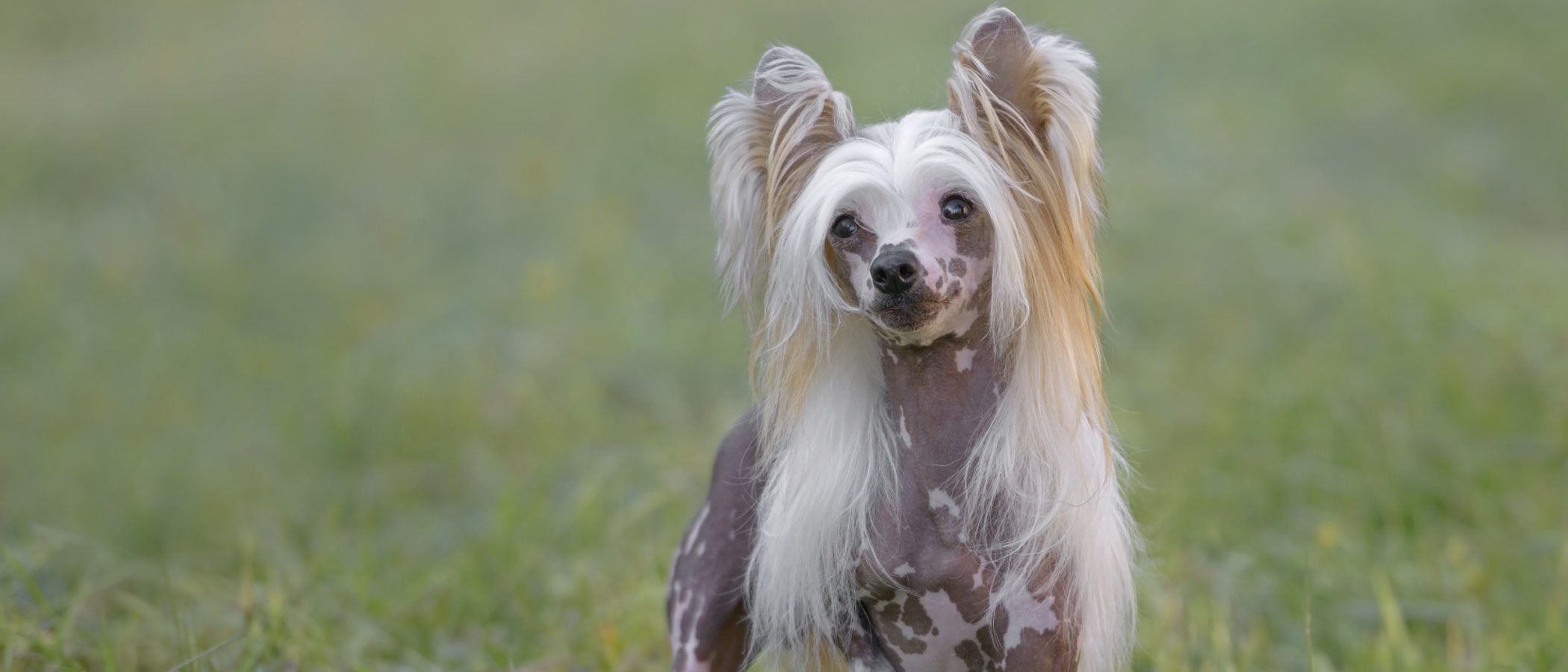Razas de perros: Crestado de China