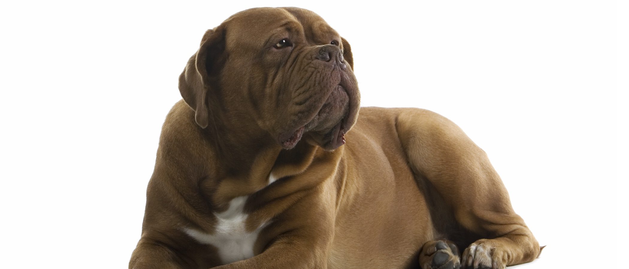 Mastín inglés: razas de perros