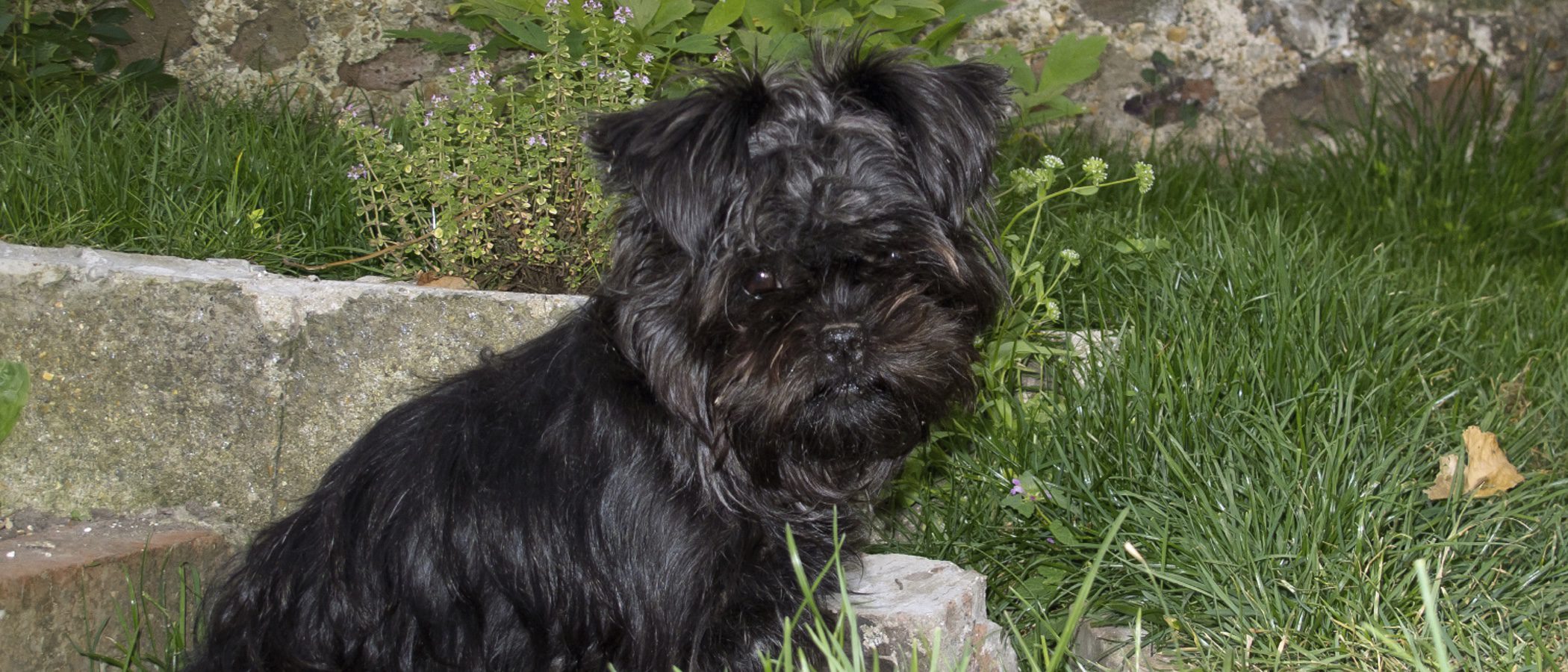 Razas de perros: Affenpinscher