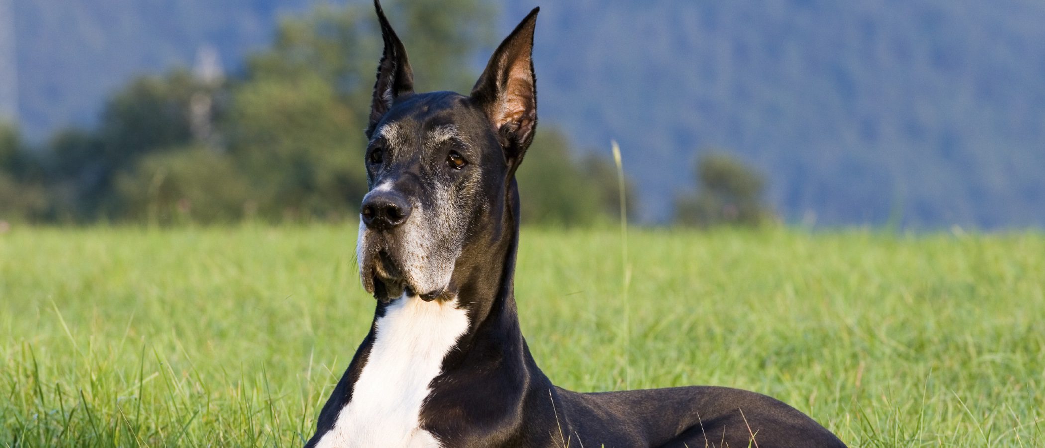Gran Danés: razas de perros