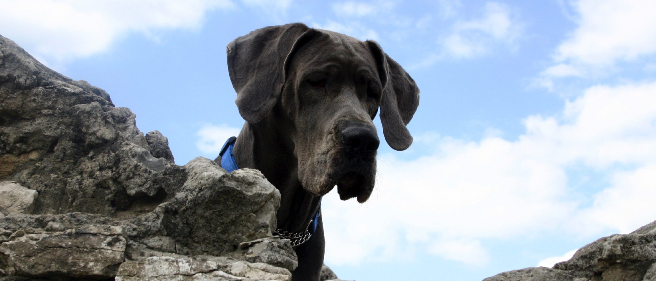 Dogo Alemán: Razas de perros